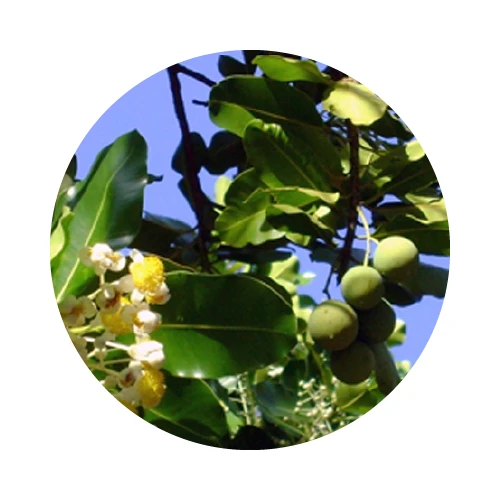 HUILE DE CALOPHYLLE INOPHYLLE (TAMANU) vierge